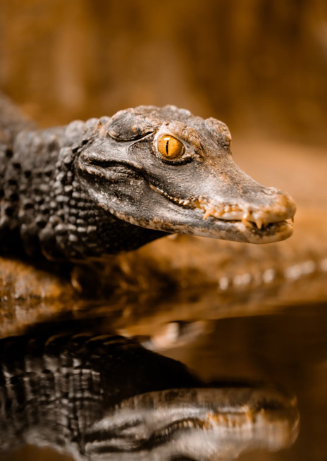 Kajmánek trpasličí