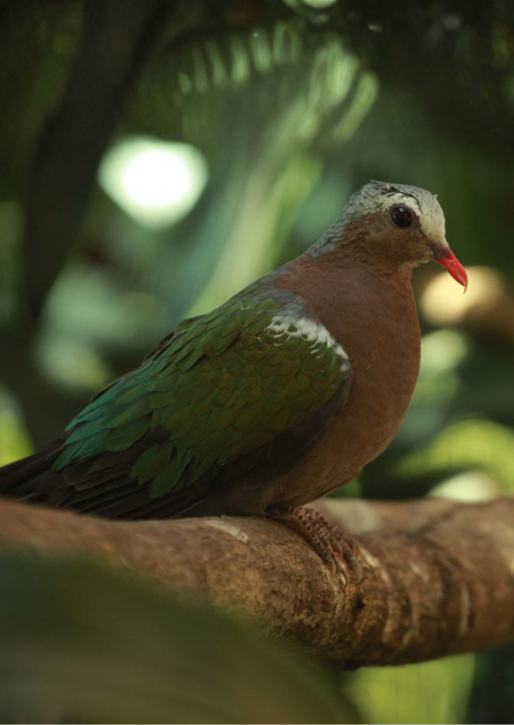 Holub zelenokřídlý