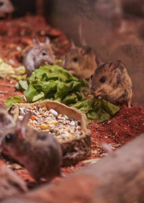 Klokanomyš spinifexová