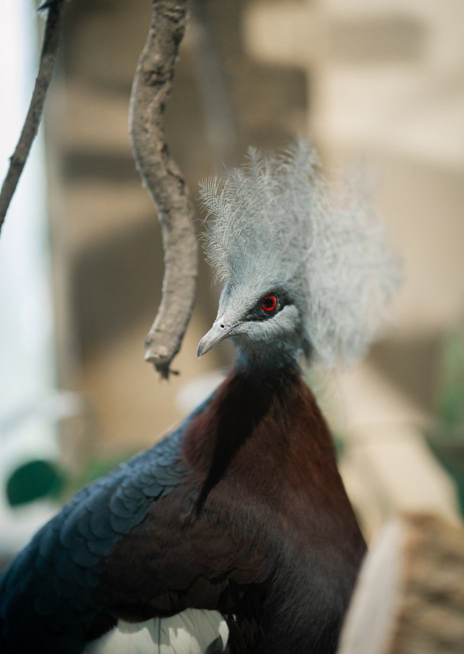 Korunáč Sclaterův