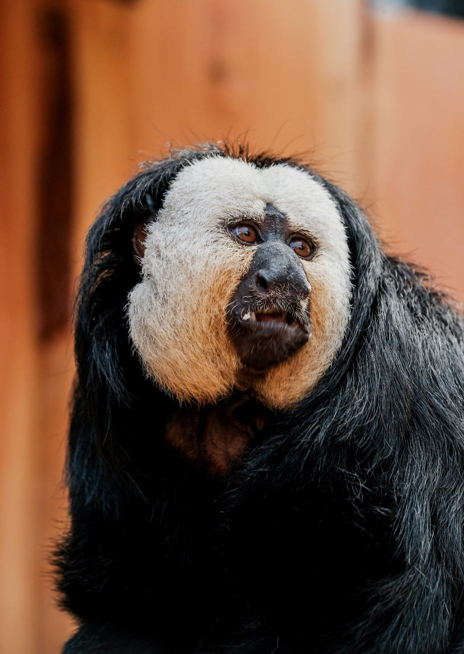 Chvostan bělolící