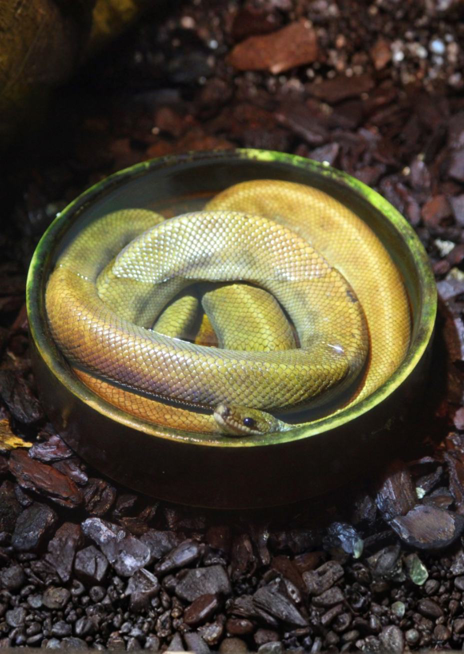 Hroznýšovec duhový