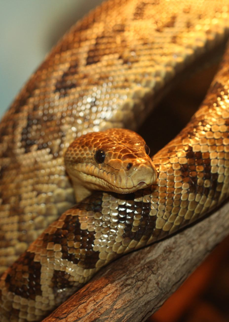 Hroznýšovec kubánský