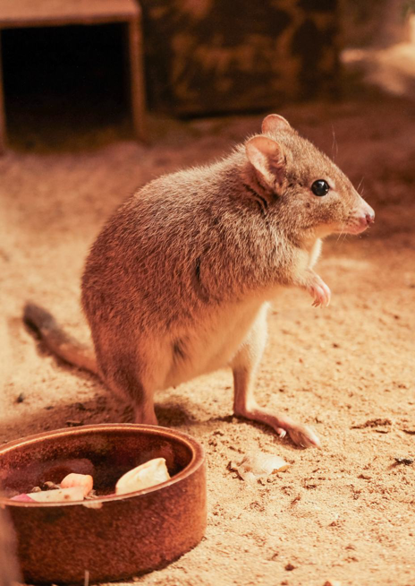 Klokánek králíkovitý