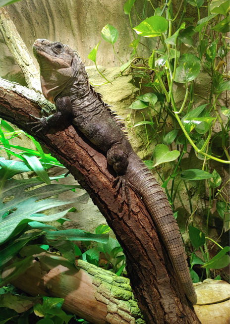 Leguán mangrovový