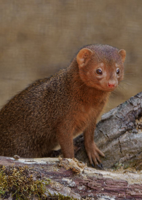 Mangusta trpasličí