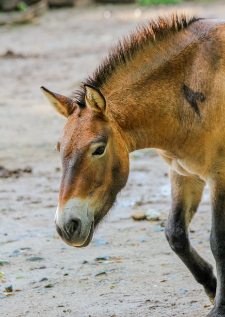 Kůň Převalského