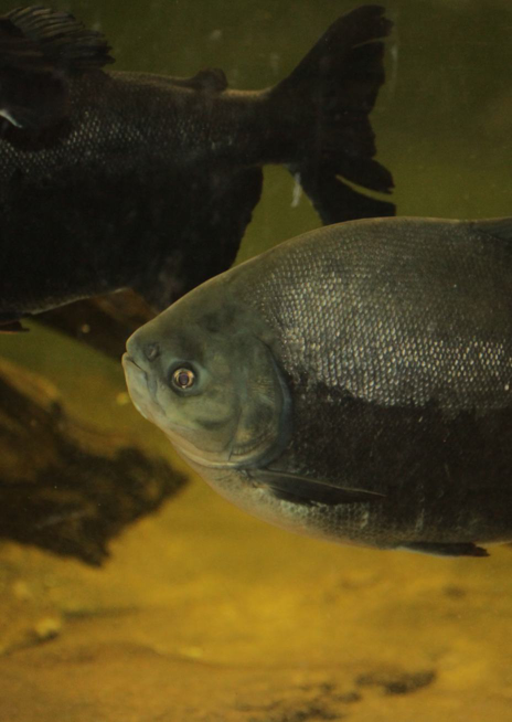 Piraňa plodožravá