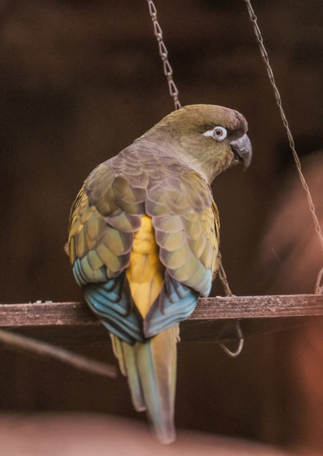 Papoušek patagonský