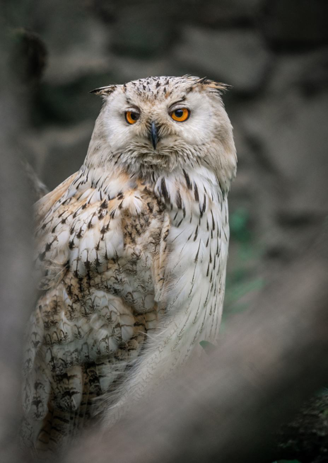 Výr velký západosibiřský