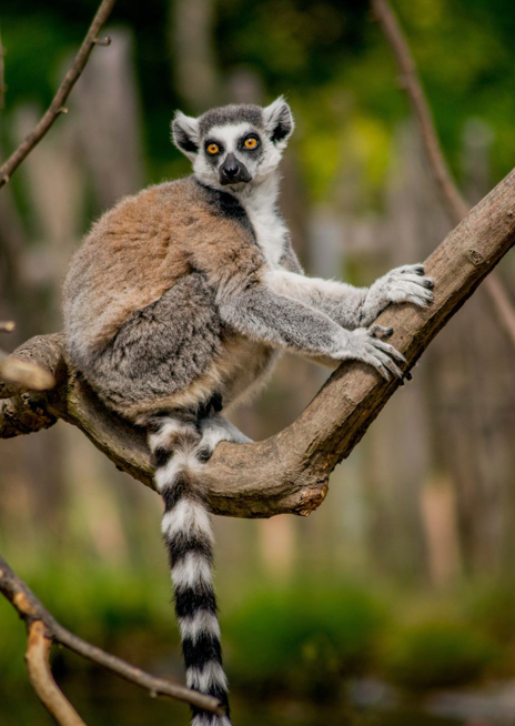 Lemur kata