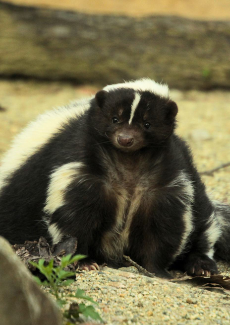 Skunk pruhovaný