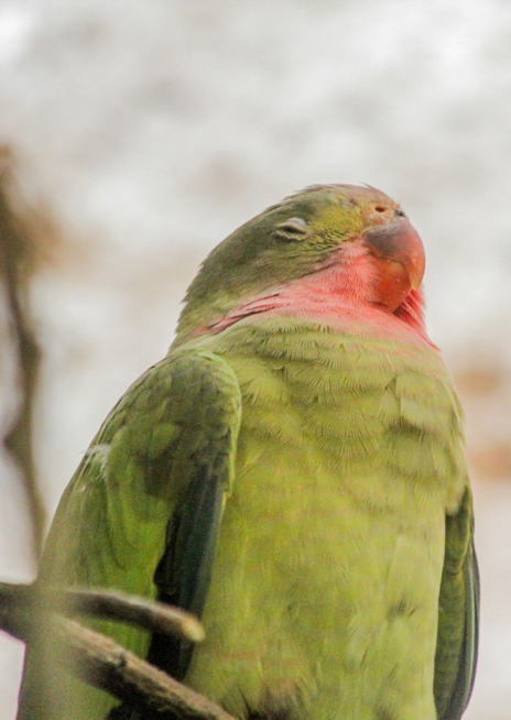 Papoušek Alexandřin
