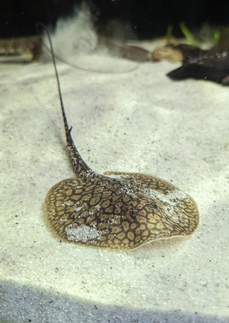 Trnucha dlouhoocasá