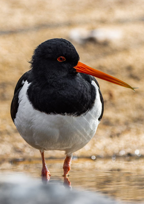 Ústřičník velký