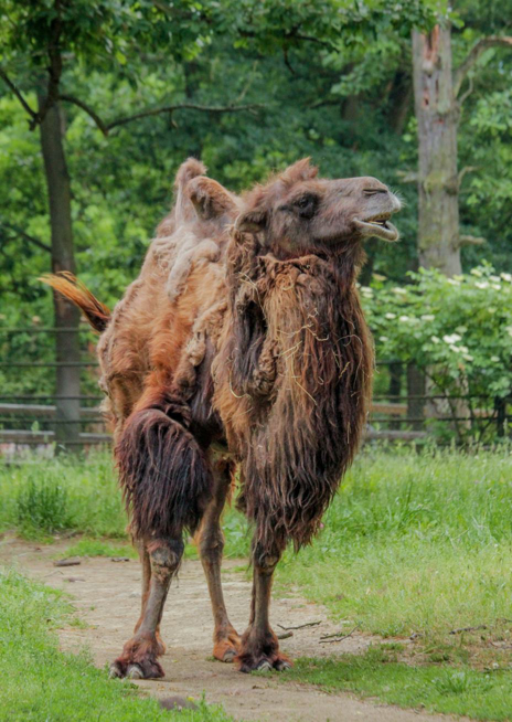 Velbloud dvouhrbý domácí