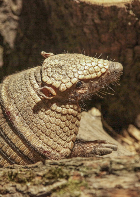 Pásovec štětinatý