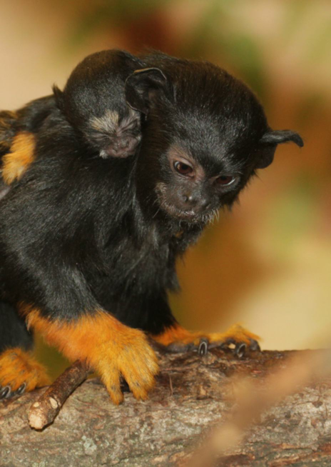 Tamarín žlutoruký