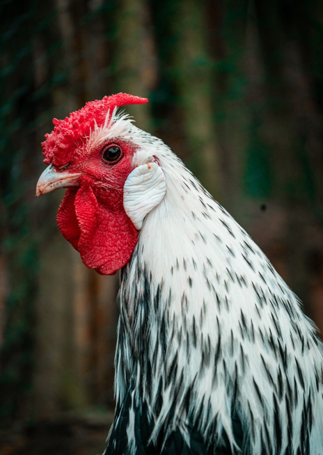 Kur domácí – hamburčanka