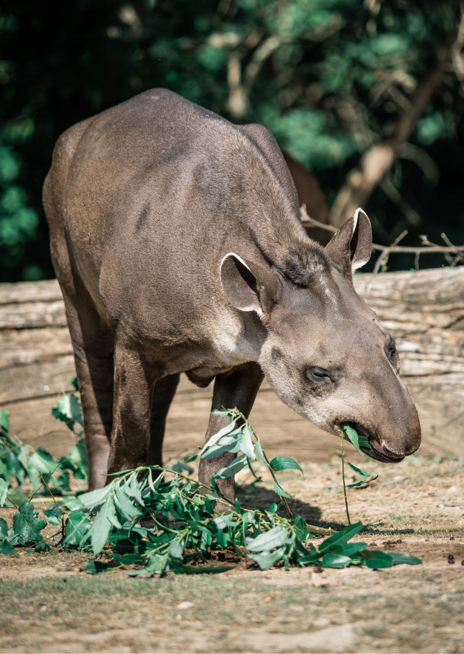 Tapír jihoamerický