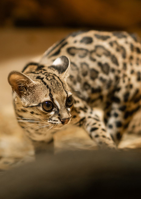 Margay