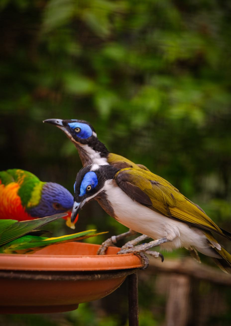 Kystráček modrolící