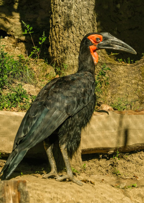 Zoborožec kaferský