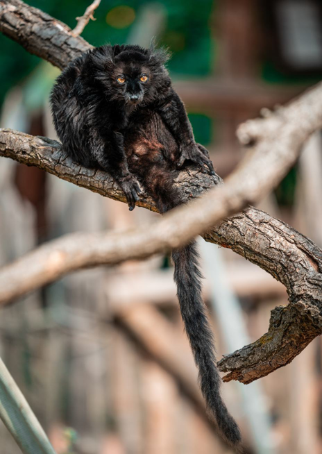 Lemur tmavý