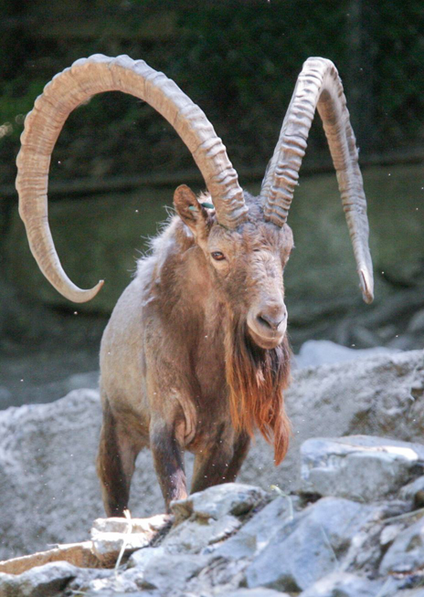 Kozorožec sibiřský