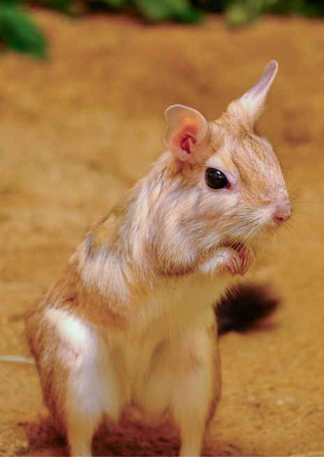 Noháč jihoafrický