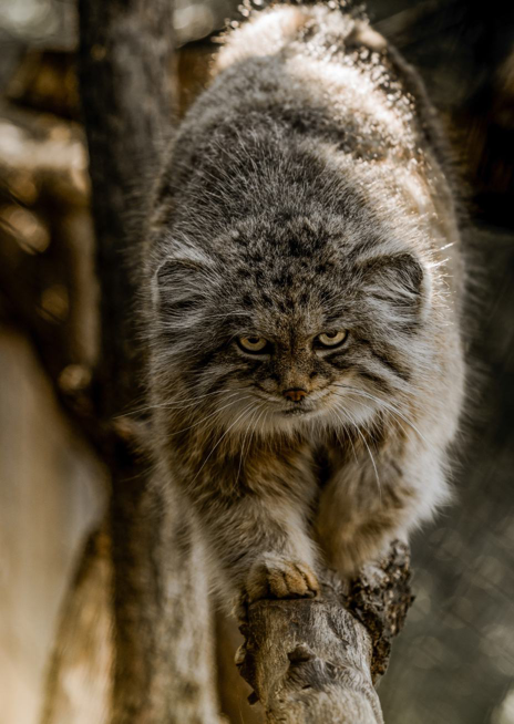 Manul