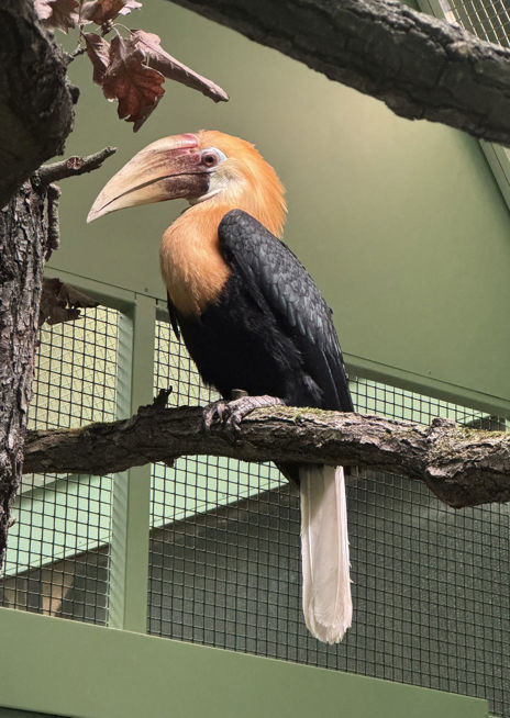 Zoborožec guinejský