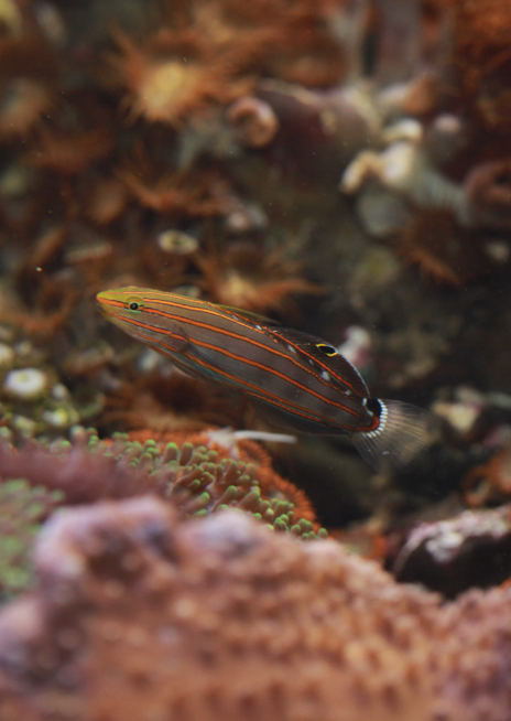 Hlaváč Rainfordův