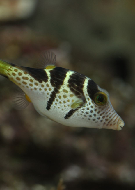 Hranobřich Valentinův