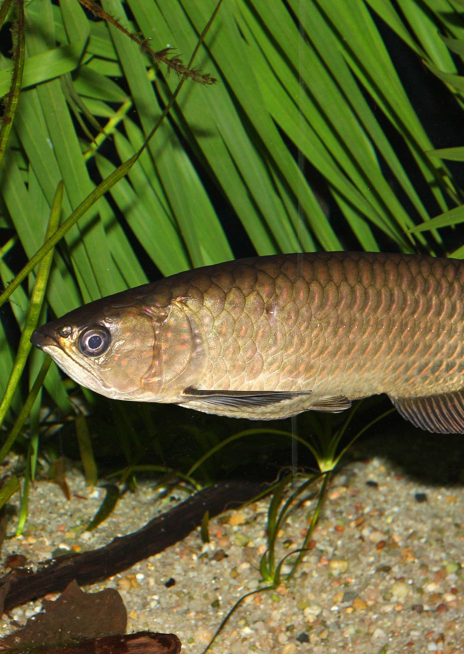 Baramundi severní