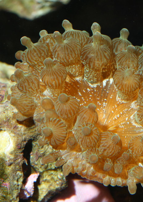 Sasanka čtyřbarevná