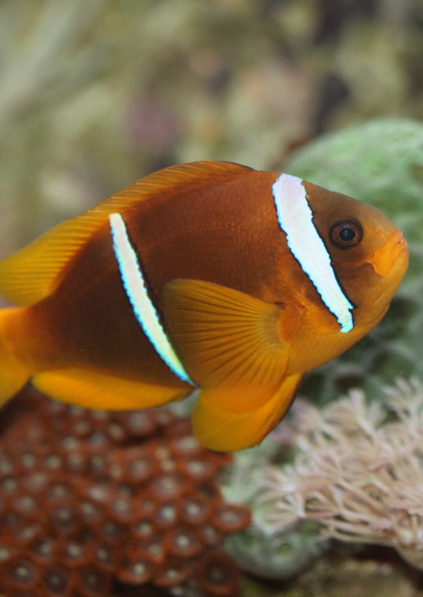 Klaun špičatopruhý