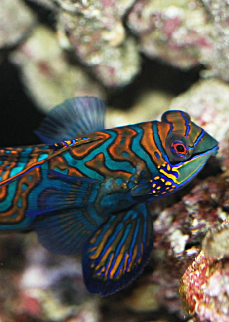 Vřeténka mandarín