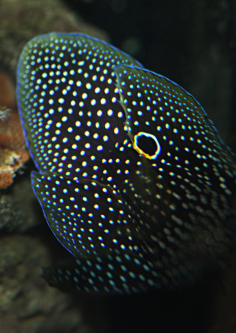 Oblohlav divukrásný