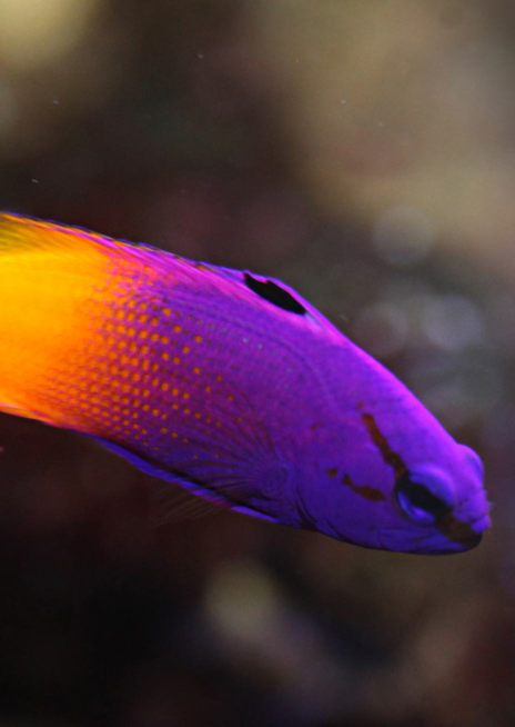 Kanícek fialovožlutý