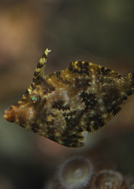 Pilníkotrn šedozelený