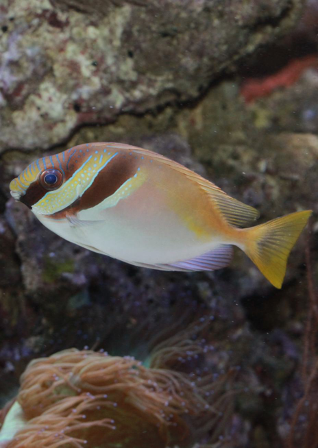 Králíčkovec dvoupruhý