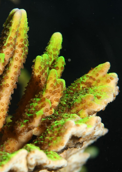 Montipóra prstovitá