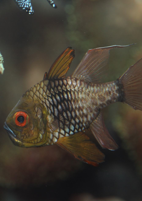 Parmovec příčnopruhý