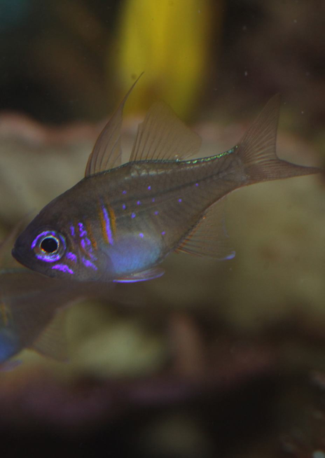 Parmovec vláknoploutvý