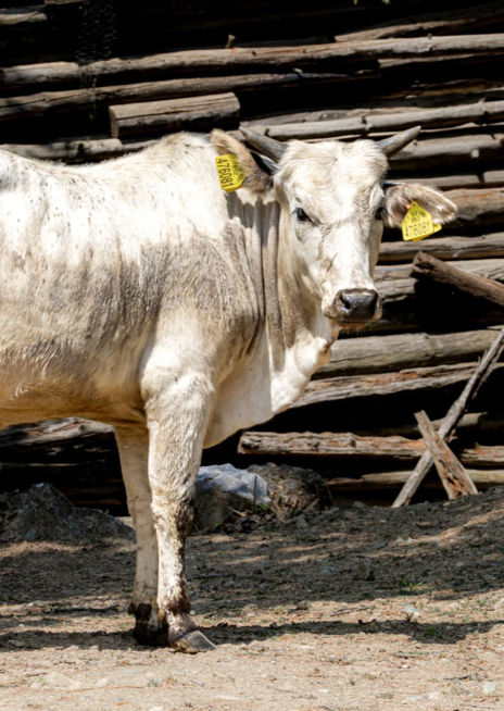 Zebu zakrslý