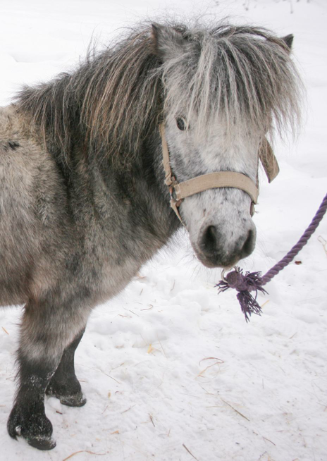 Kůň domácí Miniappaloosa – Timea