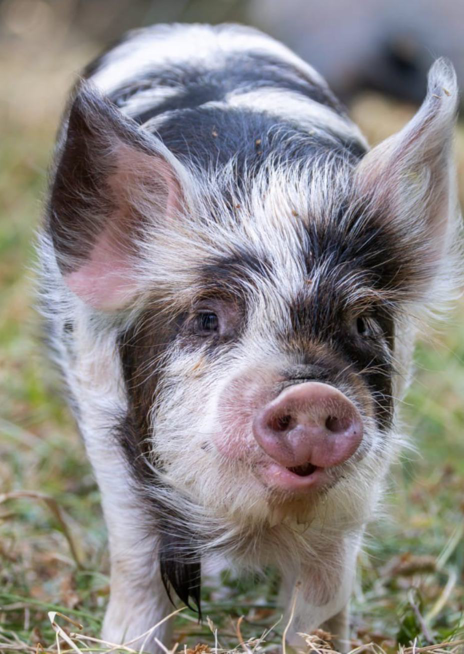 Prase kune kune