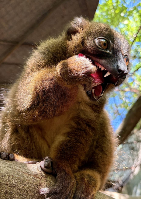 Lemur červenobřichý