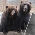 Cubs of Kamchatka Brown Bear